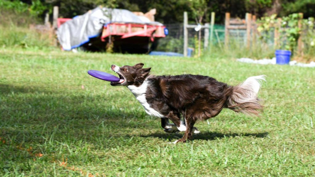 Why-You-Should-Look-For-The-Smart-Pet-Gadgets-on-nextreading